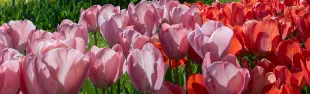 tulipani-27.jpg