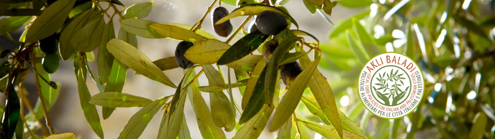 akli baladi