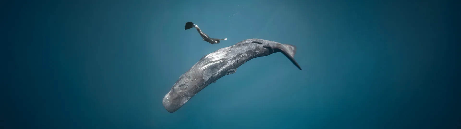 Ocean Film Festival