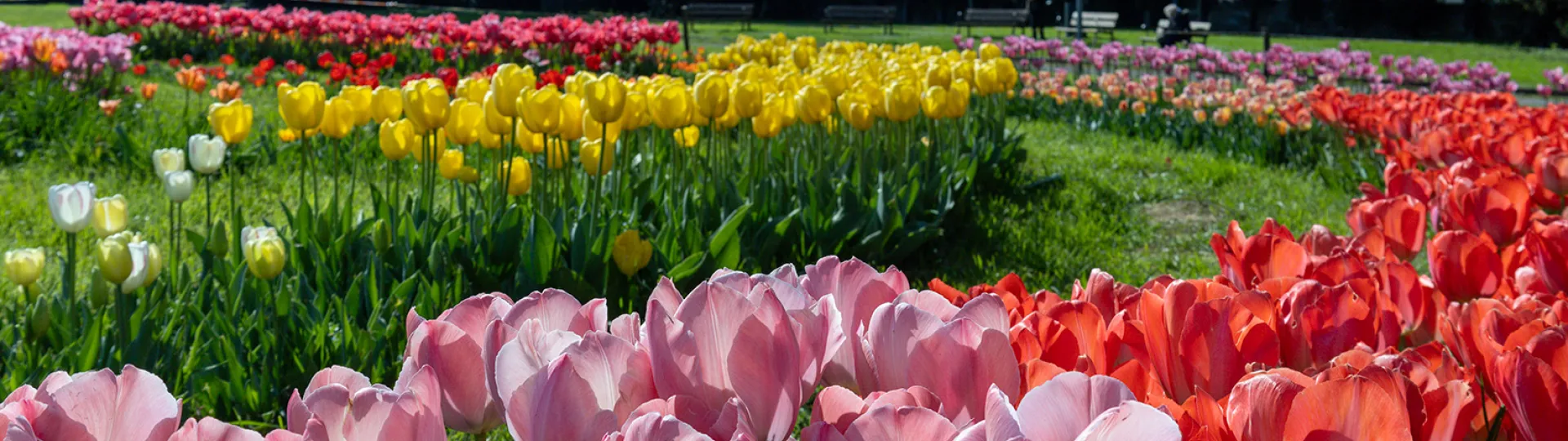 tulipani-27.jpg
