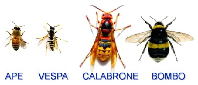 Punture di Api Vespe e Calabroni Sesto Fiorentino