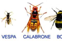 Differenza tra Ape Vespa Calabrone e Bombo