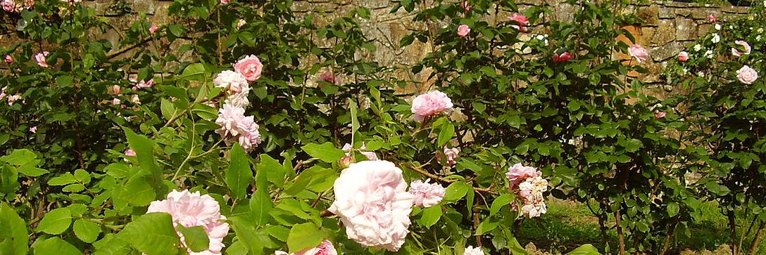 giardino delle rose
