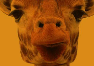 locandina maggio libri 2018 locandina maggio libri 2018