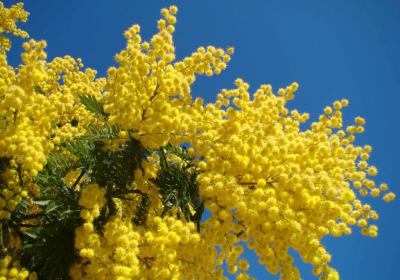 mimosa
