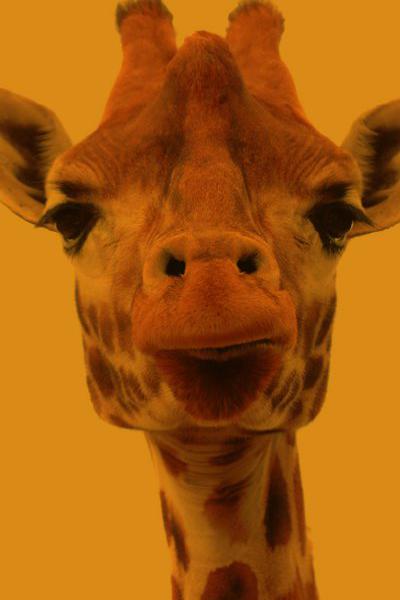 locandina maggio libri 2018 locandina maggio libri 2018